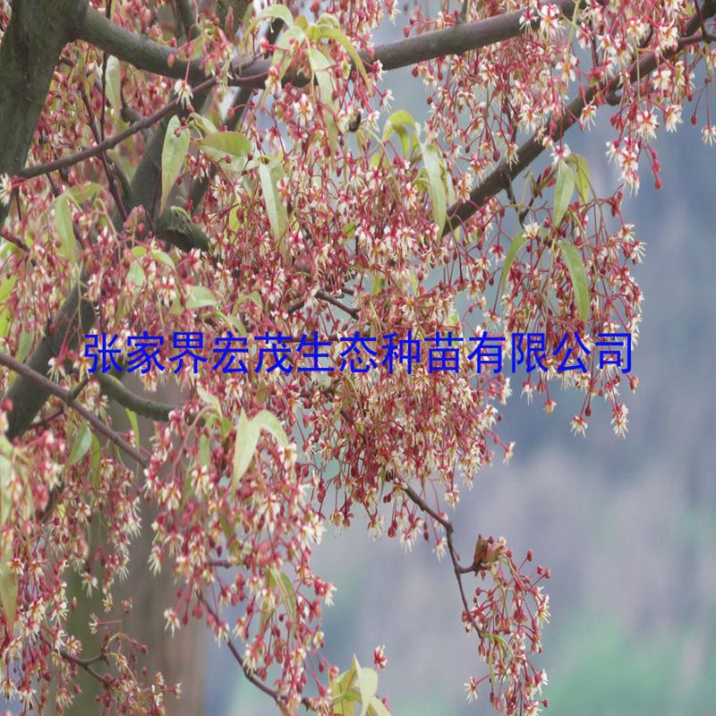 珙桐树(鸽子花)与红翅槭春天里谁最美