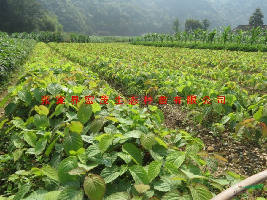 珙桐苗，鸽子花树，珙桐大树