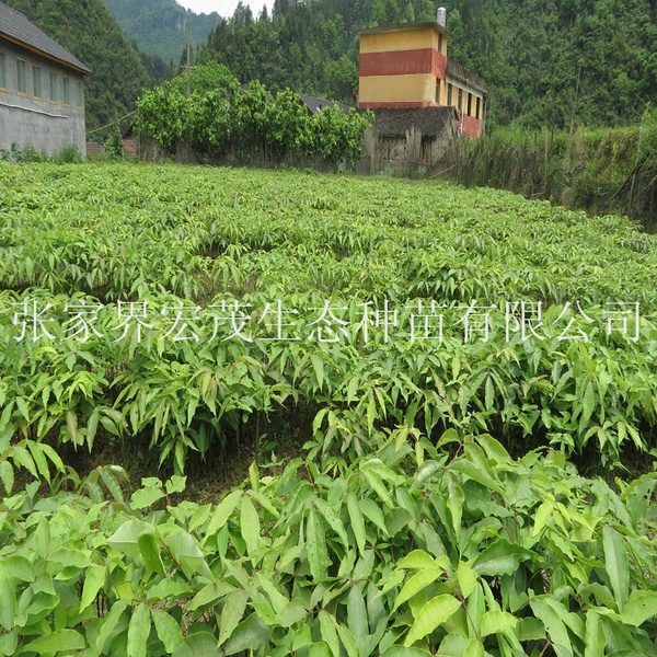 2015年苗圃基地之旅-广玉兰苗，紫薇苗