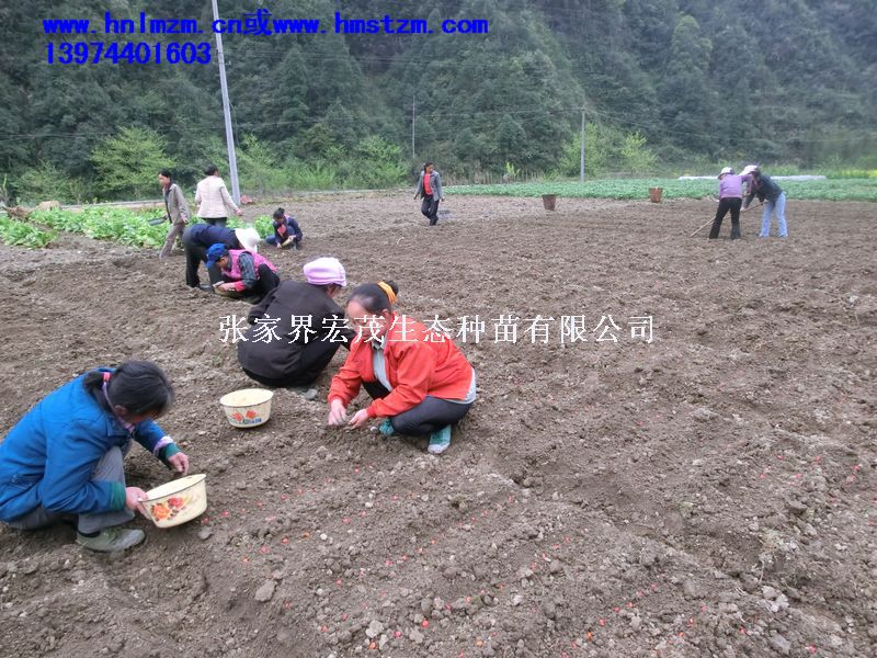 红豆树（ 花榈木、 鄂西红豆）