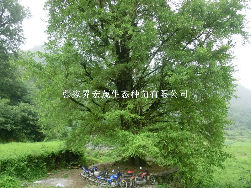 山重水复疑无路，柳暗花明又一村