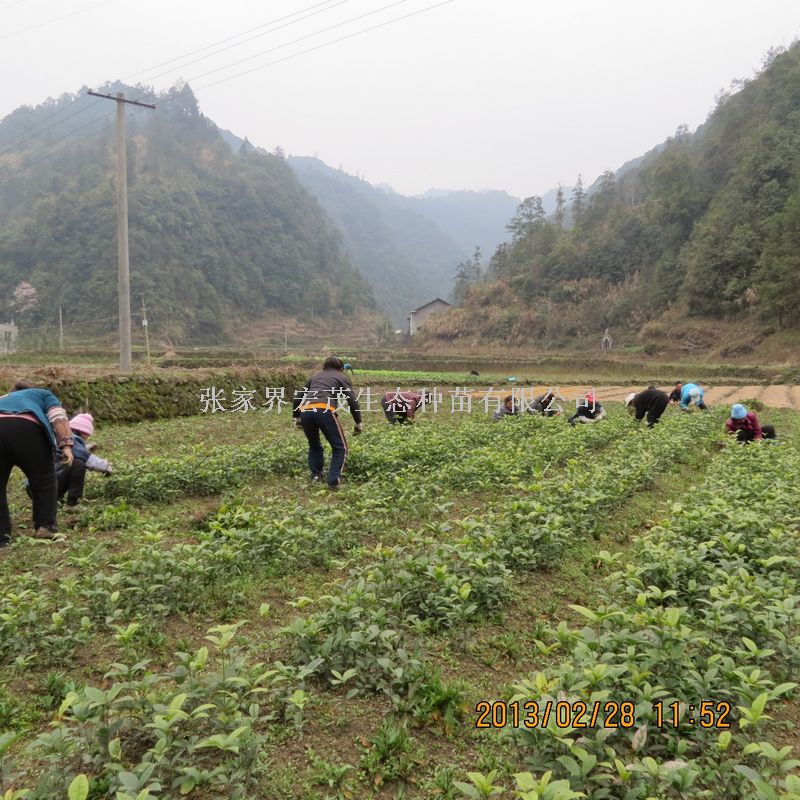 今春苗木火热销售中—八月桂苗调运情景