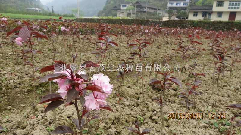 四月归来，苗圃里已是朝气蓬勃