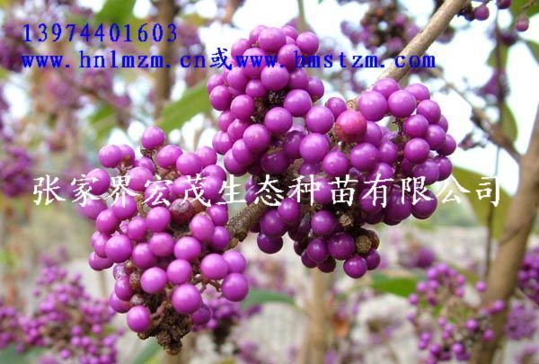 紫株种子