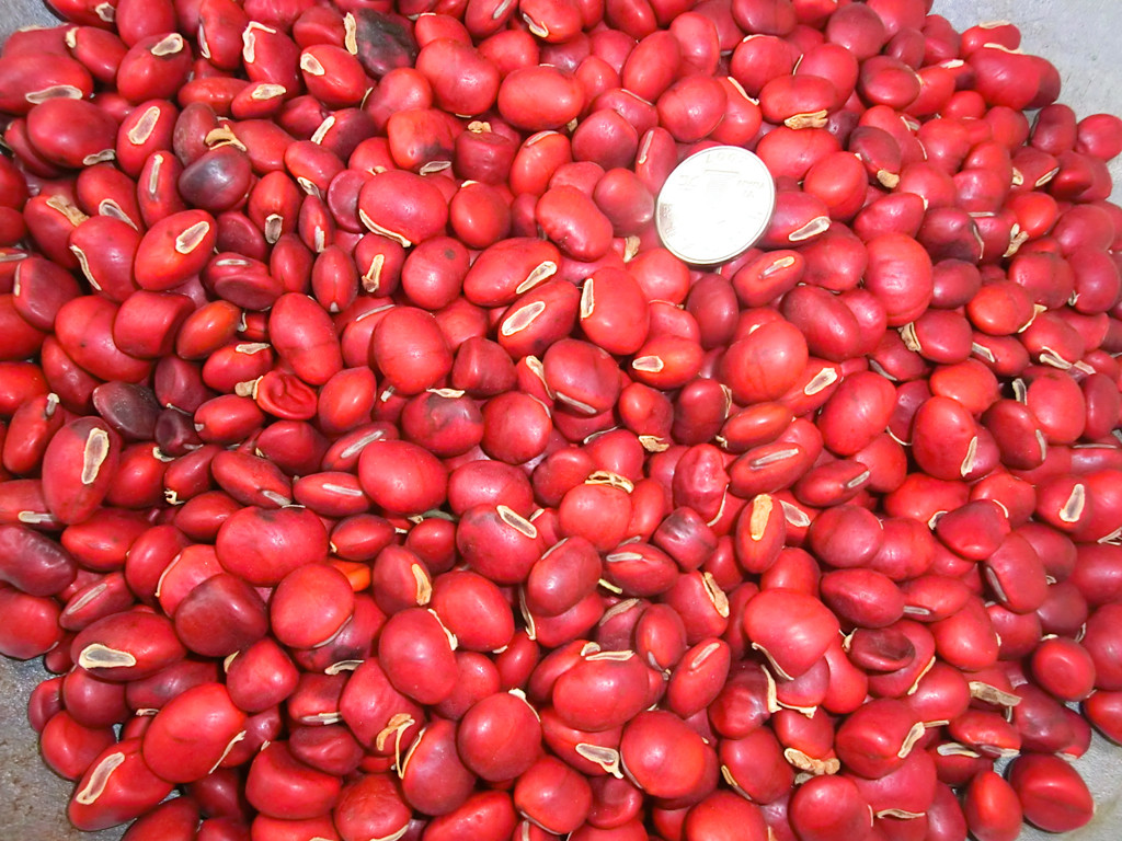 红豆树种子（鄂西红豆珍稀类）