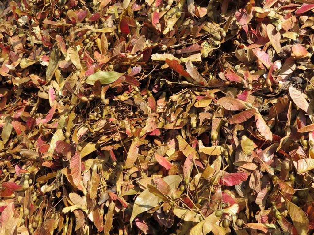 红翅槭种子产地报价，红翅槭价格信息