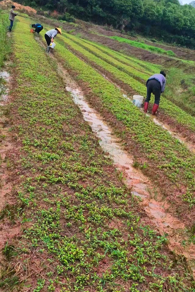 2024年木荷芽苗很畅销