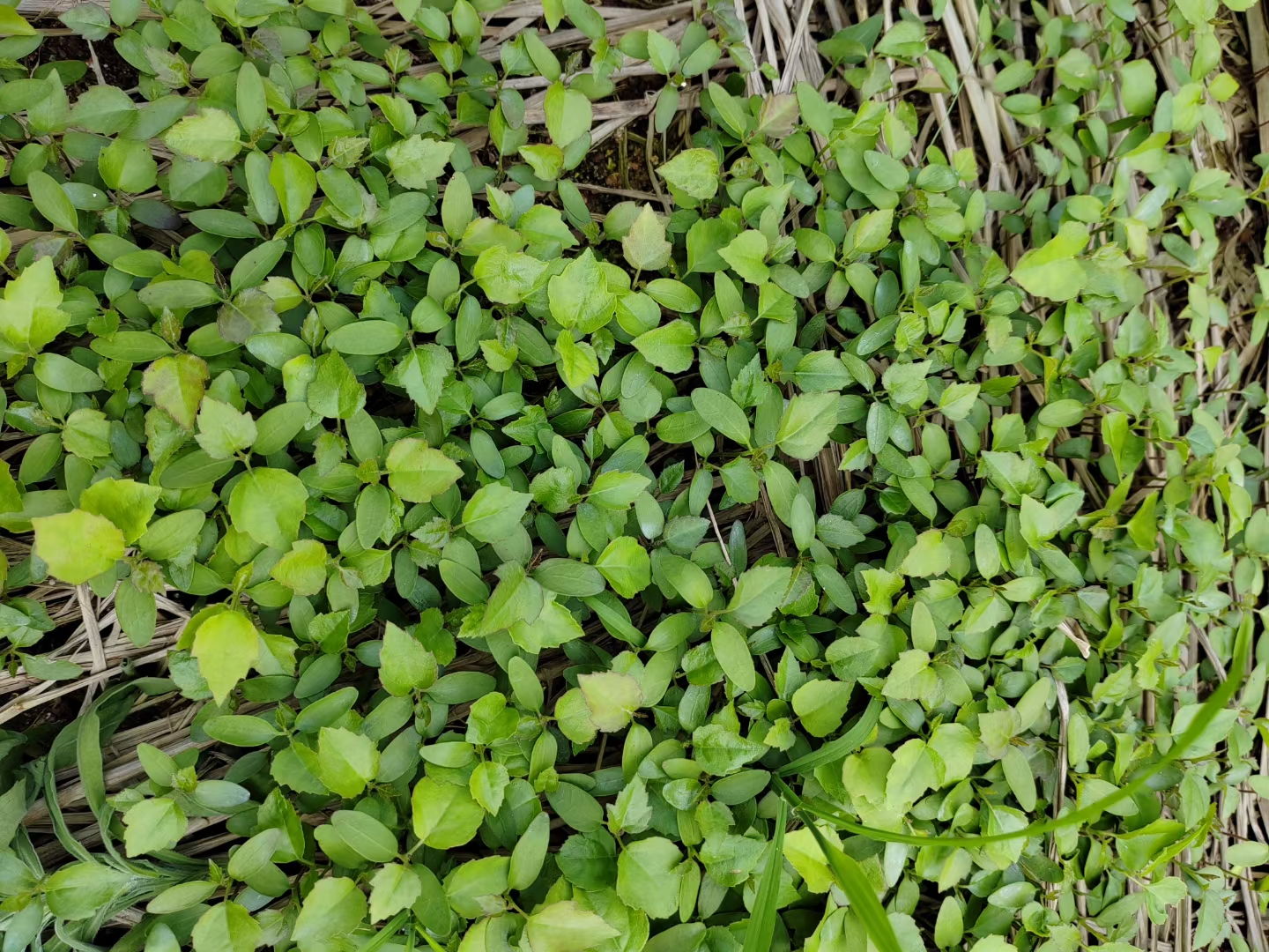 枫香芽苗