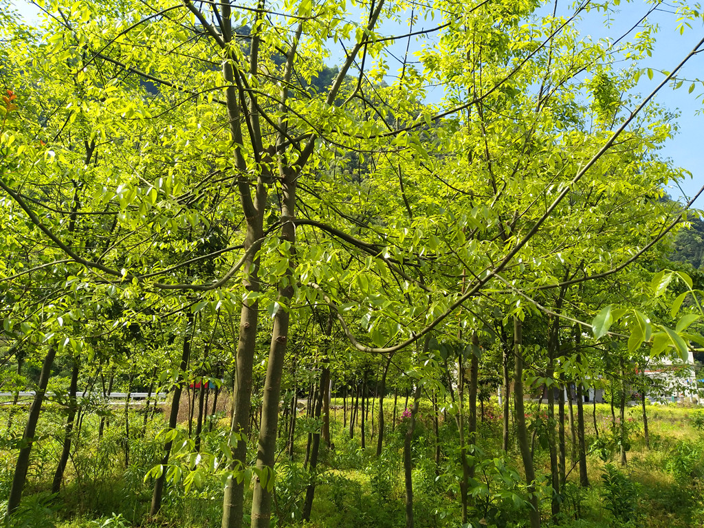 种苗基地展示七