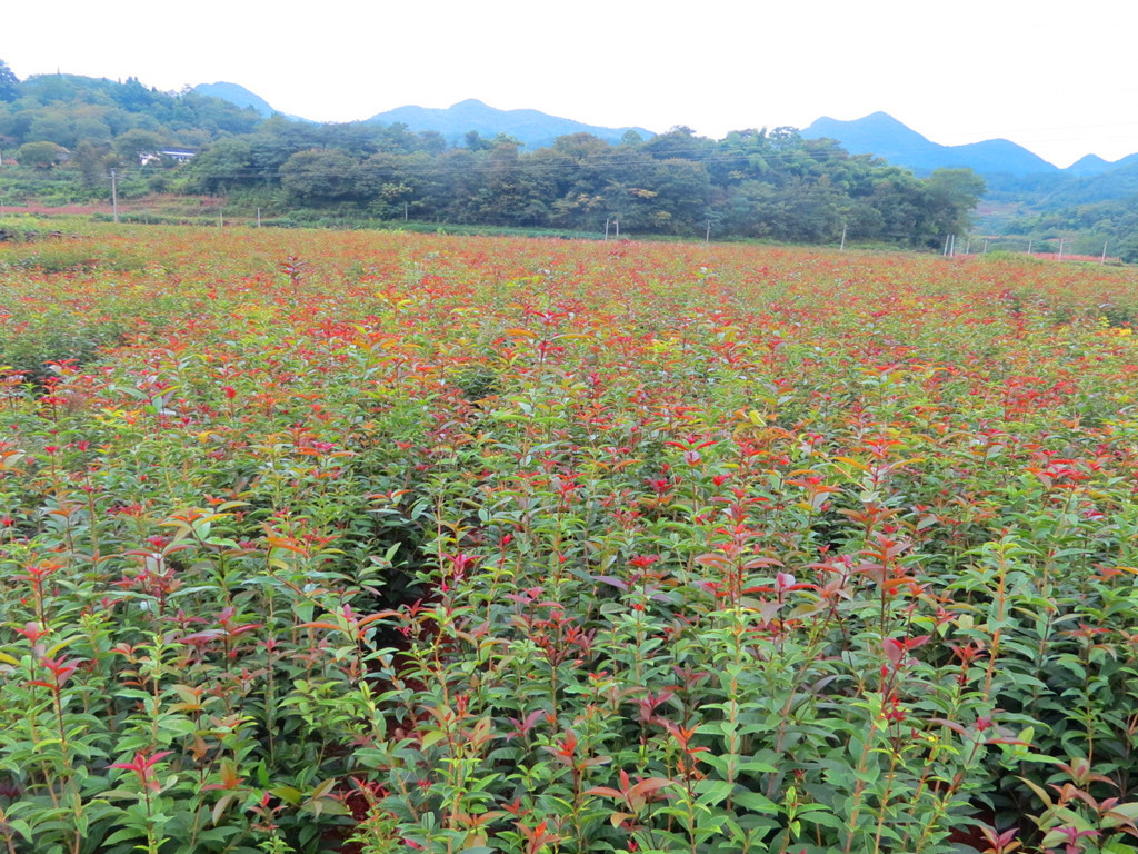 种苗基地展示八