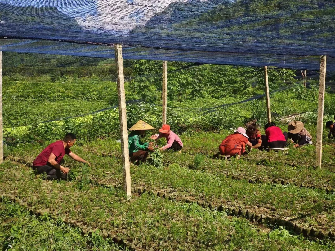 红豆杉基地边除草边植苗，这操作您觉得如何