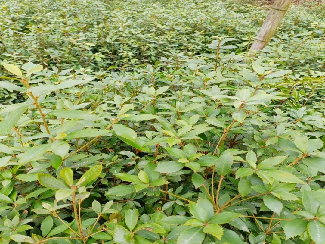 赤皮青冈芽苗已出圃，移栽袋苗持续进行中