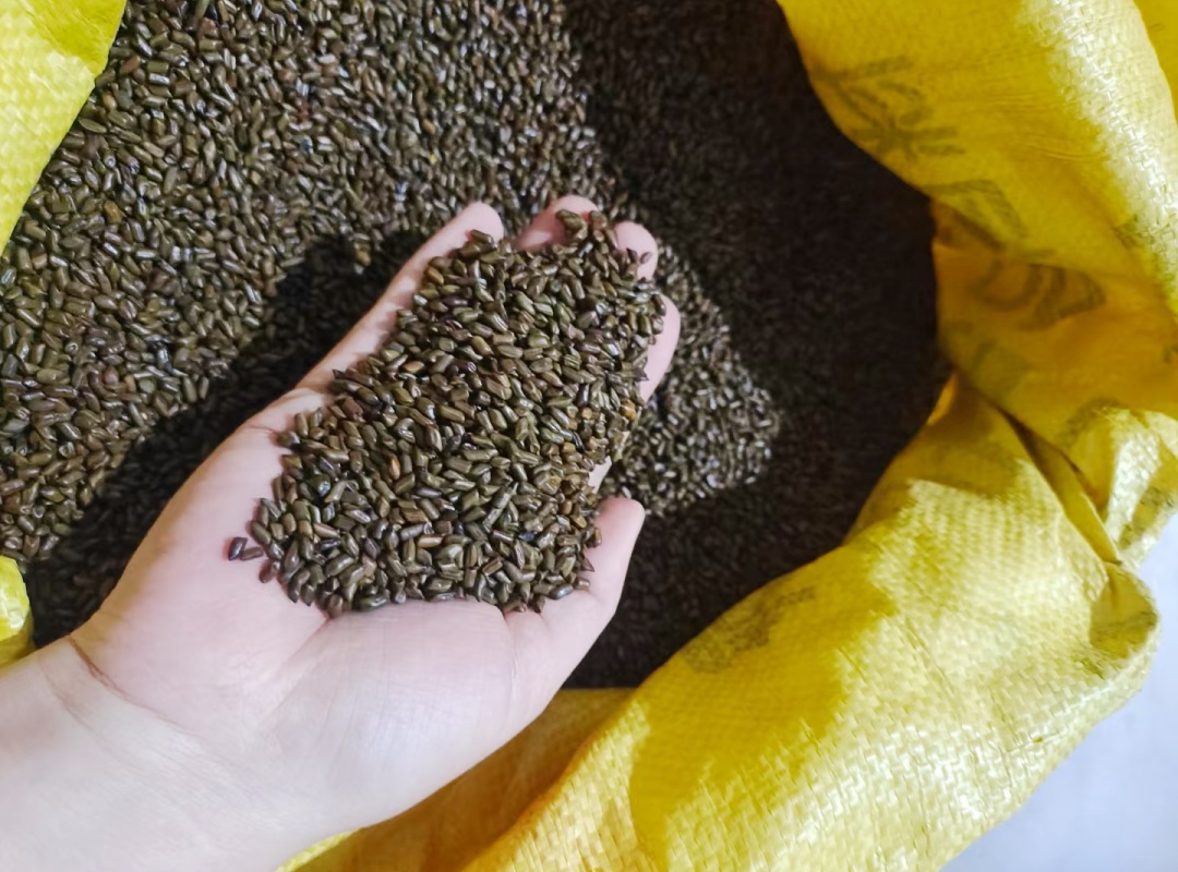 决明子种子（独特的豆科植物），一年四季可