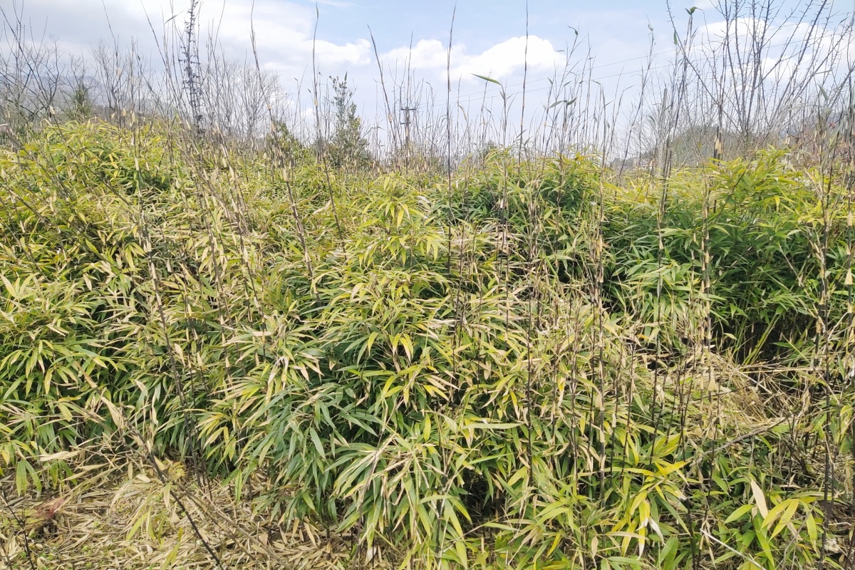 富有雅趣的方竹苗