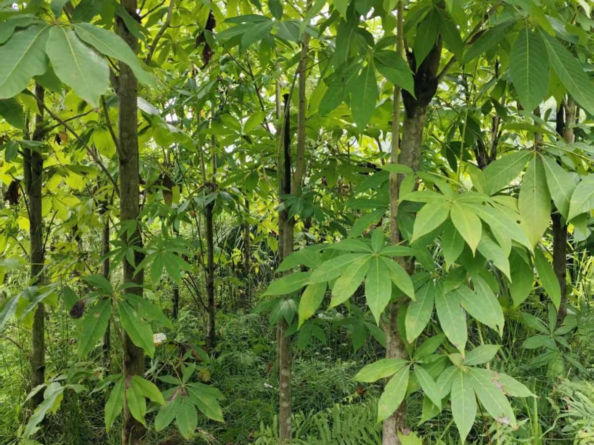 你更喜欢哪一种规格的七叶树苗呢