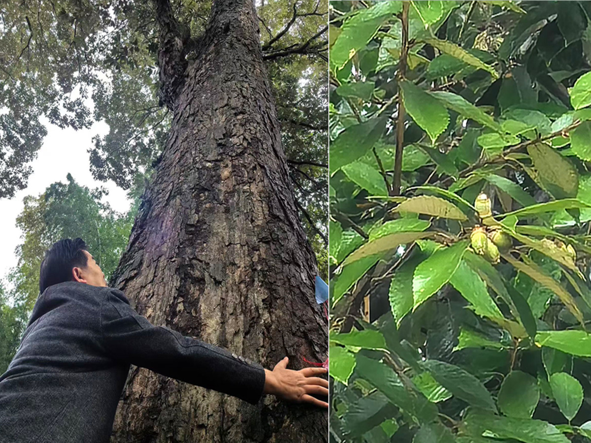 赤皮青冈种子成熟了吗，请看亲临现场观测认