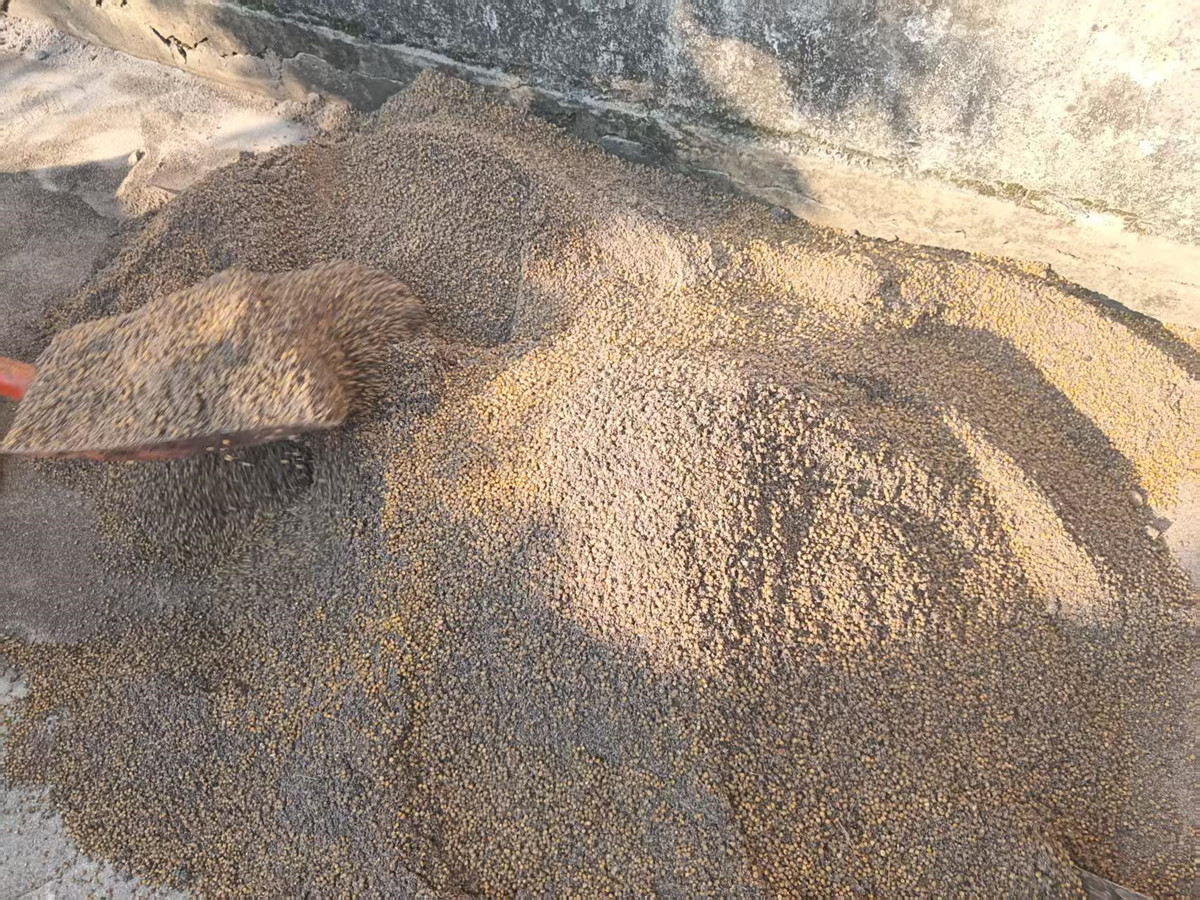 沙藏黄精种子工作正在进行