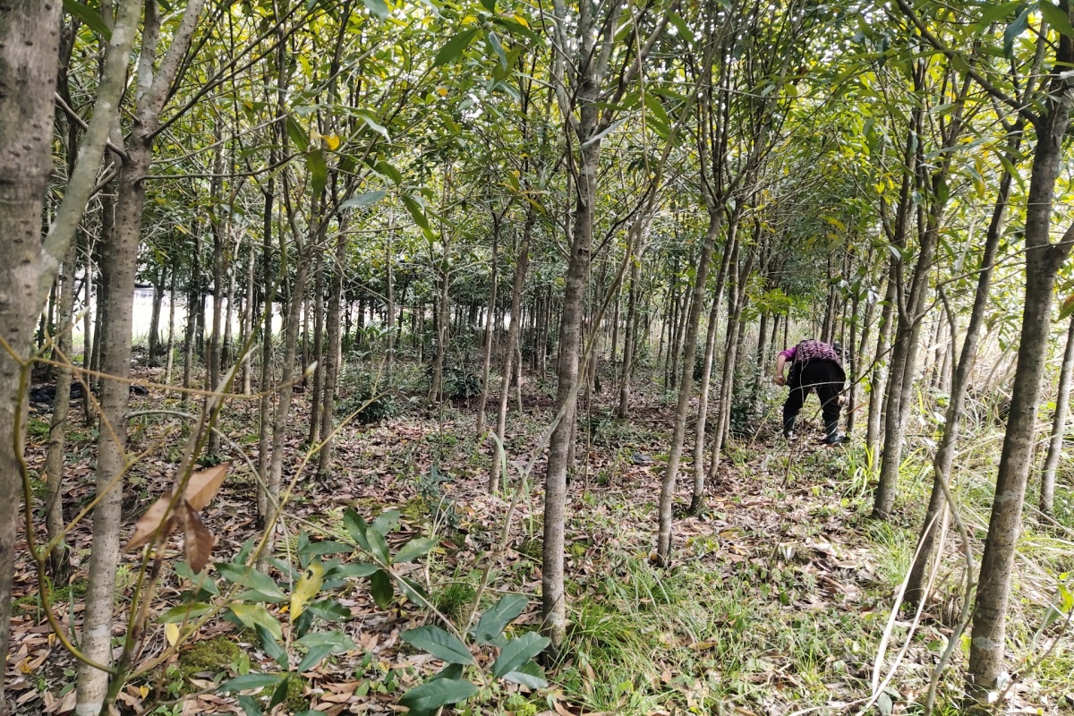 起苗就起苗，怎么还将丹桂苗变秃了