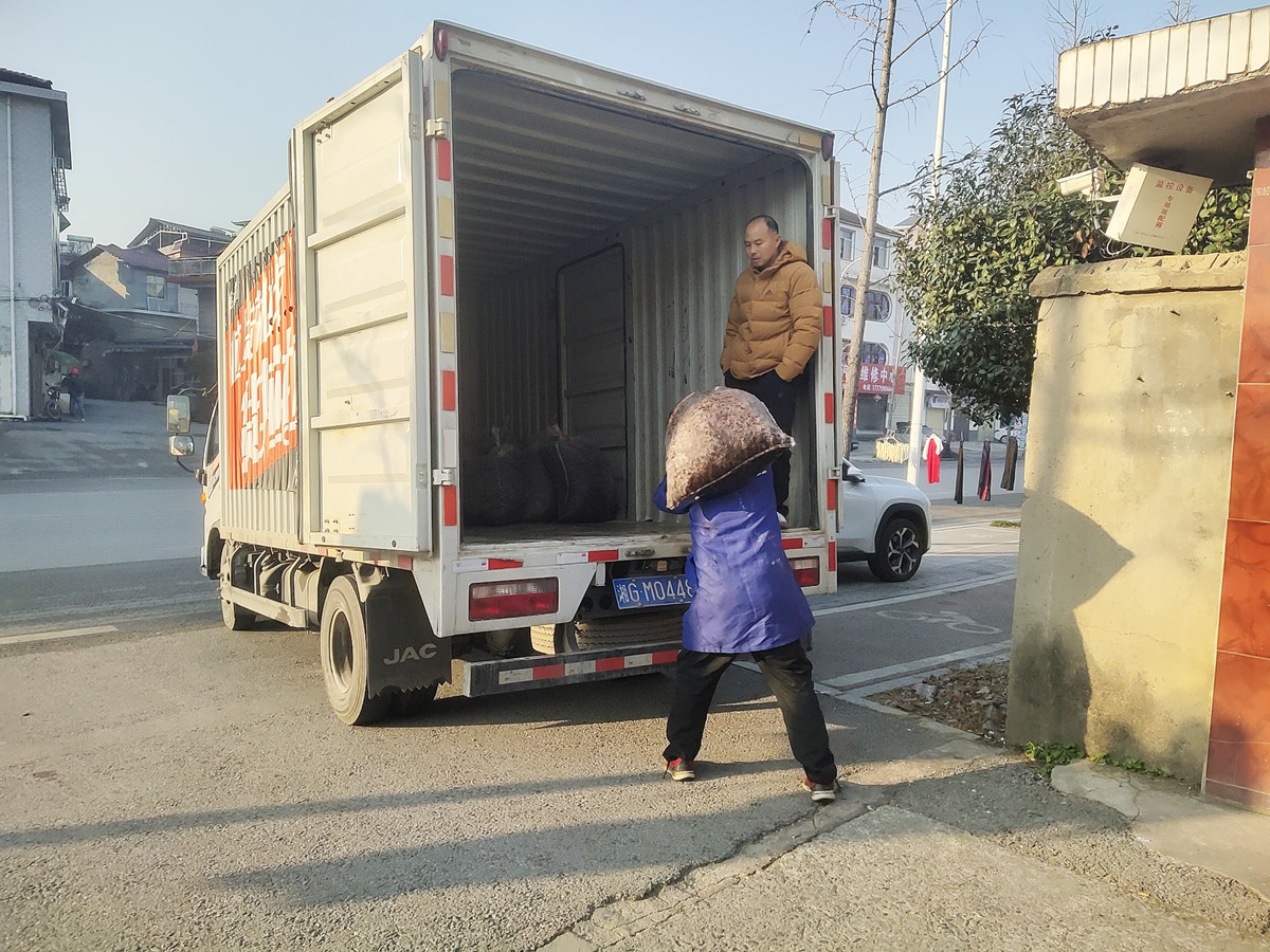 珙桐种子装车将托回基地播种育苗