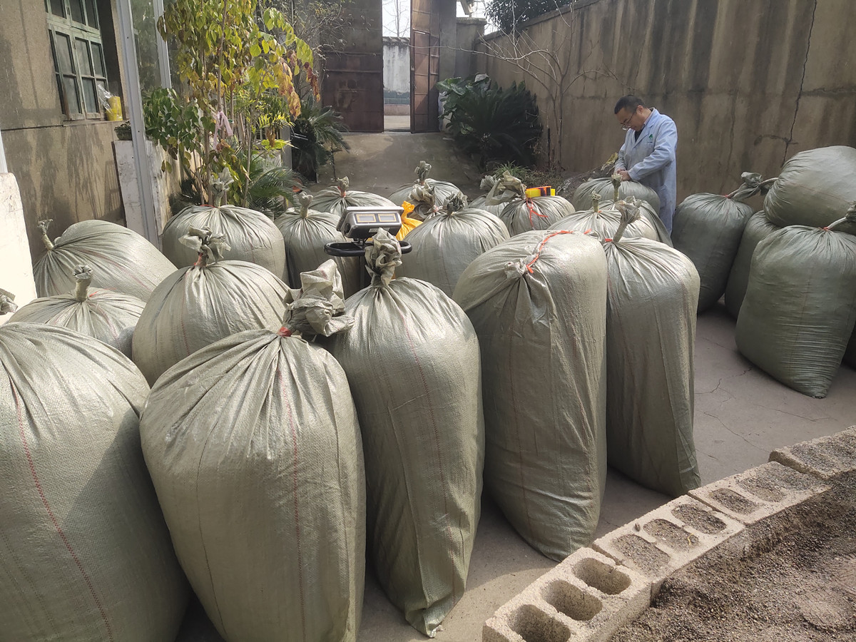  马褂木（鹅掌楸)种子出货忙，库存告急