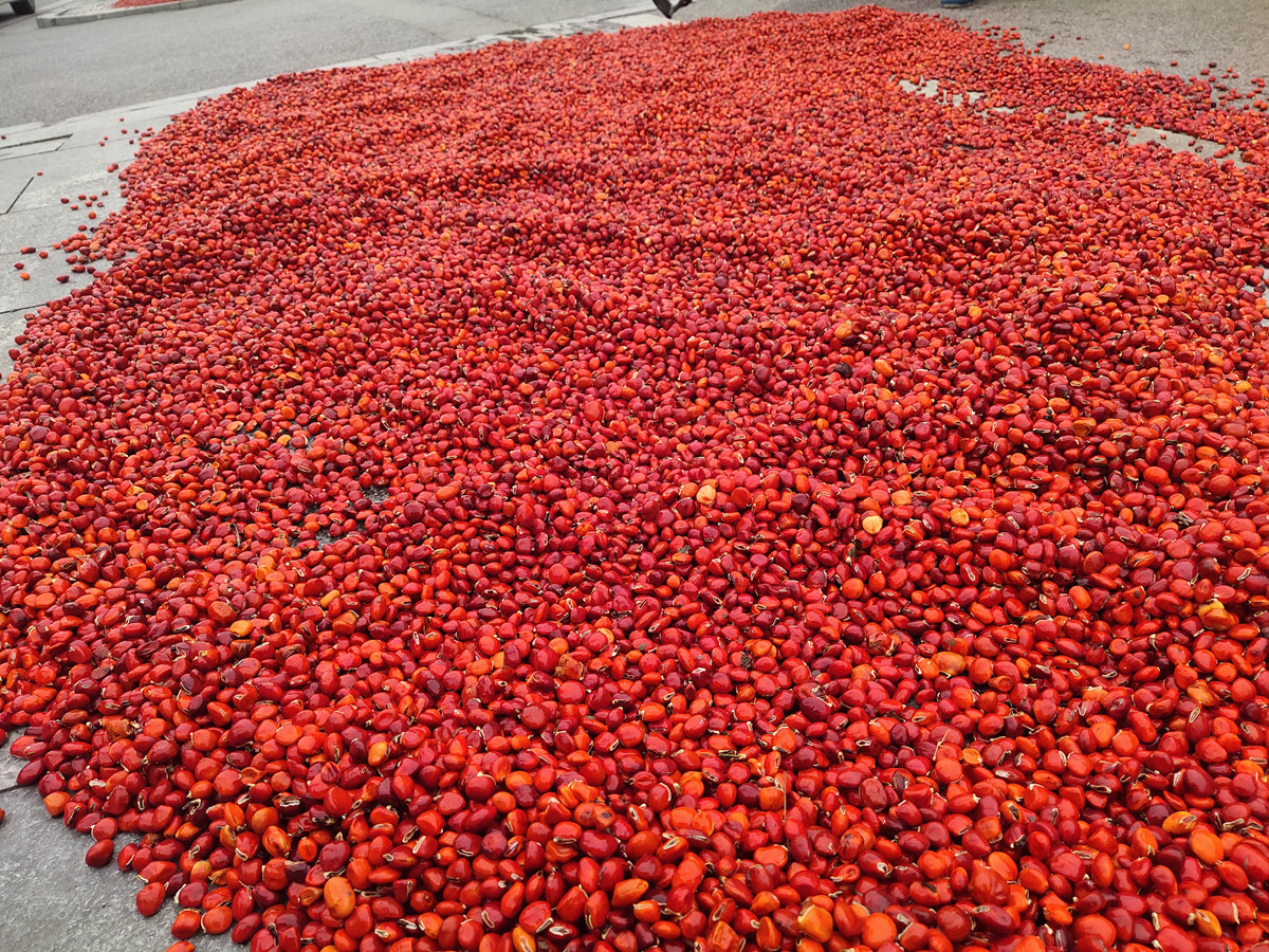 红豆树种子（鄂西红豆珍稀类）