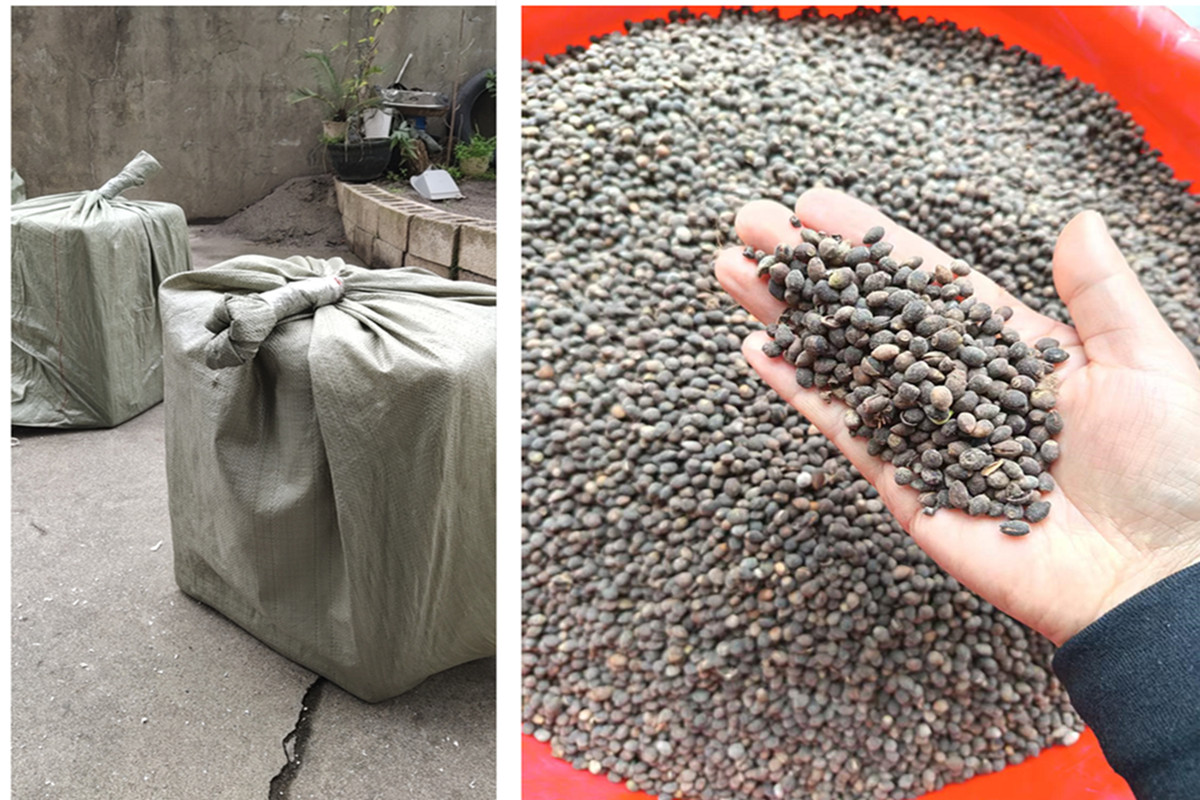 沙藏红豆杉种子已经破口萌芽播种刻不容缓