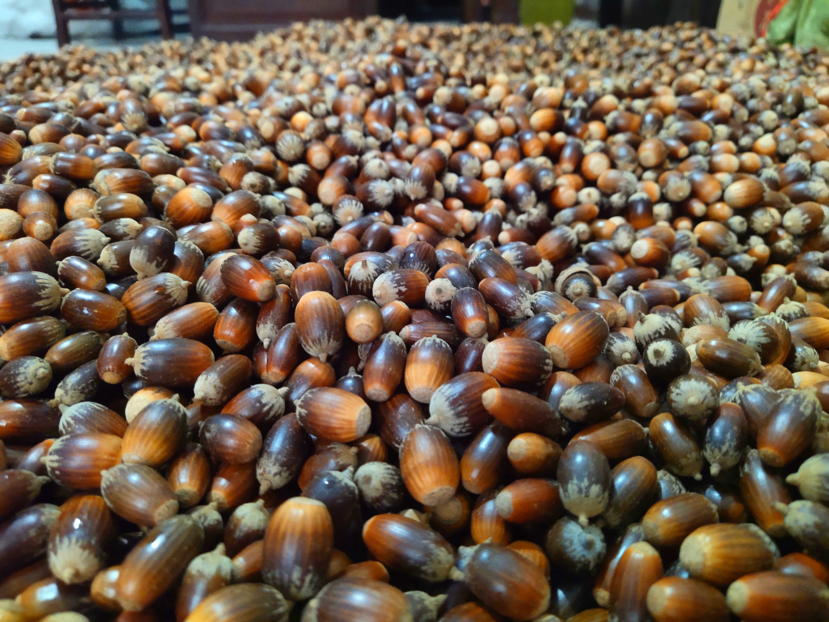 赤皮青冈种子，红椆种子，珍稀树种青冈类种