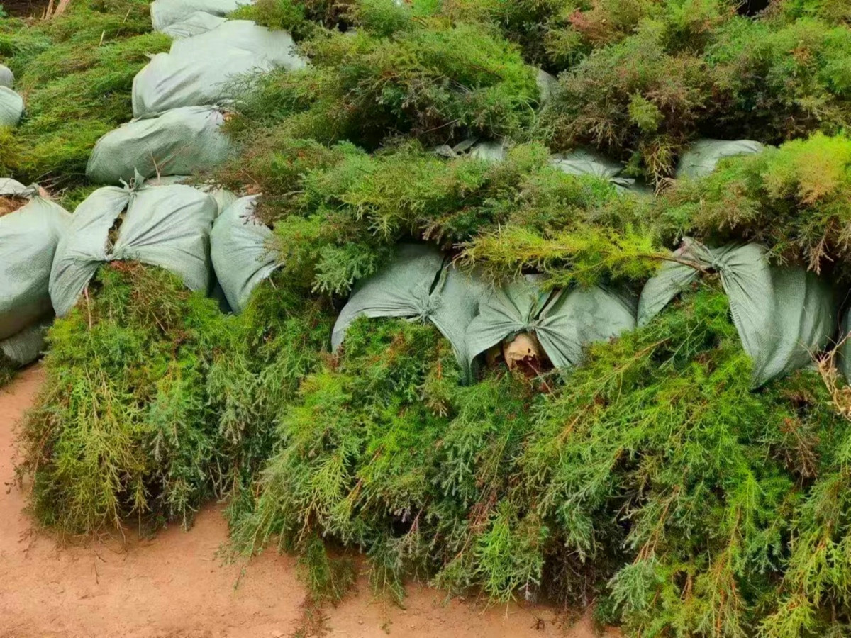 柏木苗（袋苗裸根均有货）