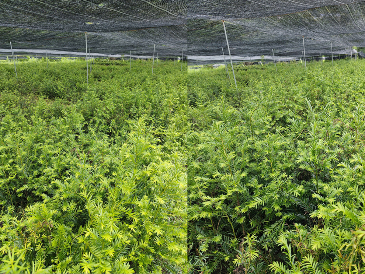 南方红豆杉小苗，红豆杉裸根苗，红豆杉袋苗