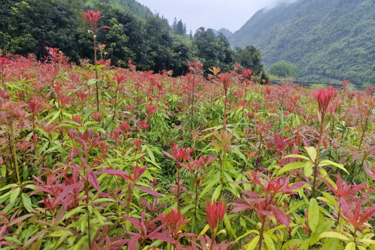 刨花楠袋苗，（香粉树苗），特色植物