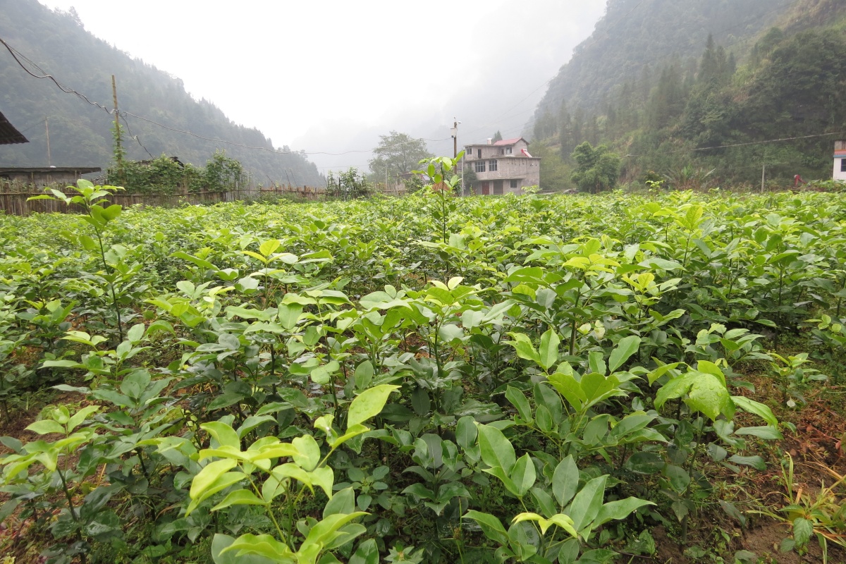 红豆树苗（鄂西红豆，花榈木，珍稀绿化苗）