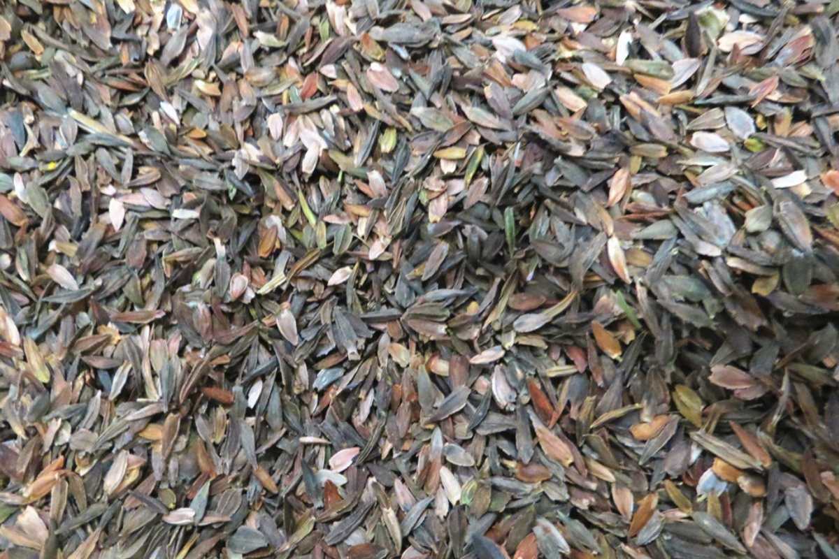 百日草种子