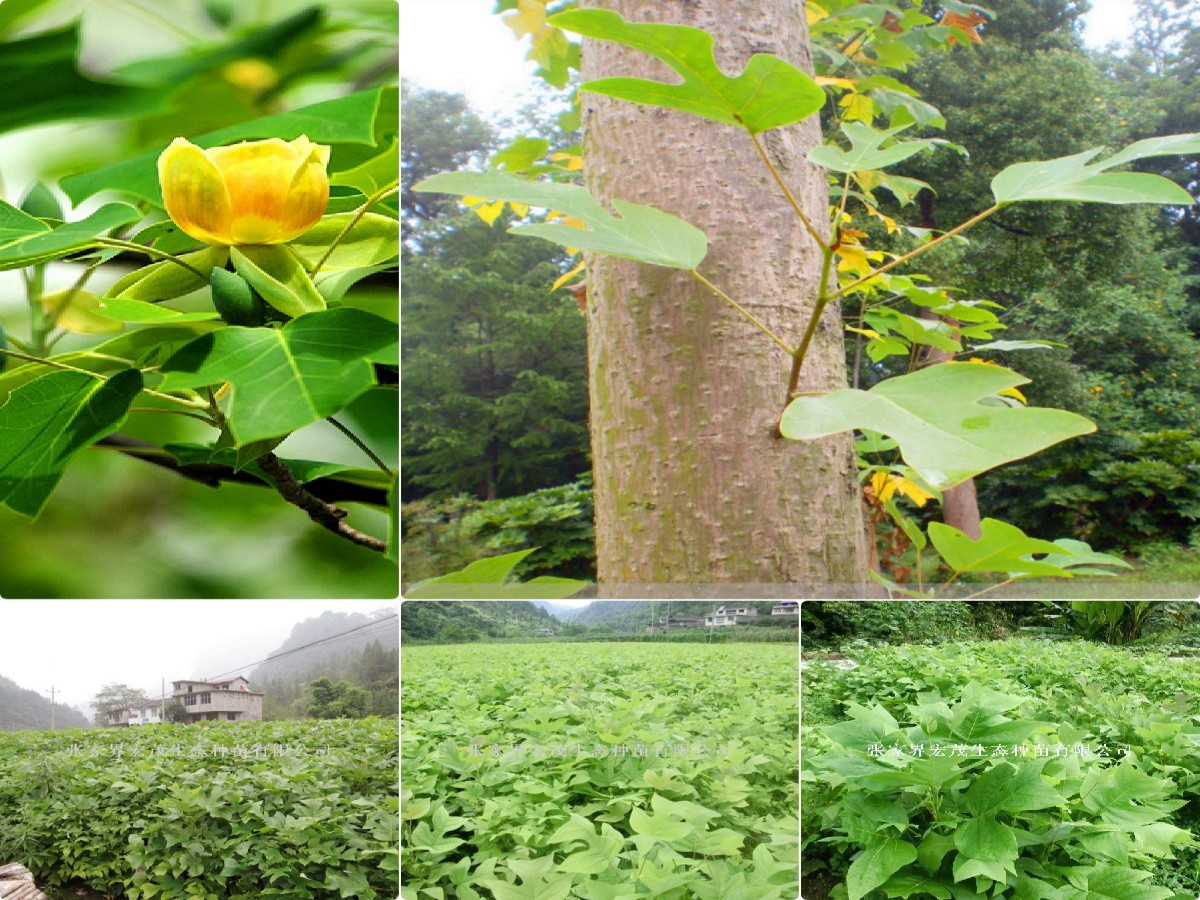 马褂木花与苗.jpg