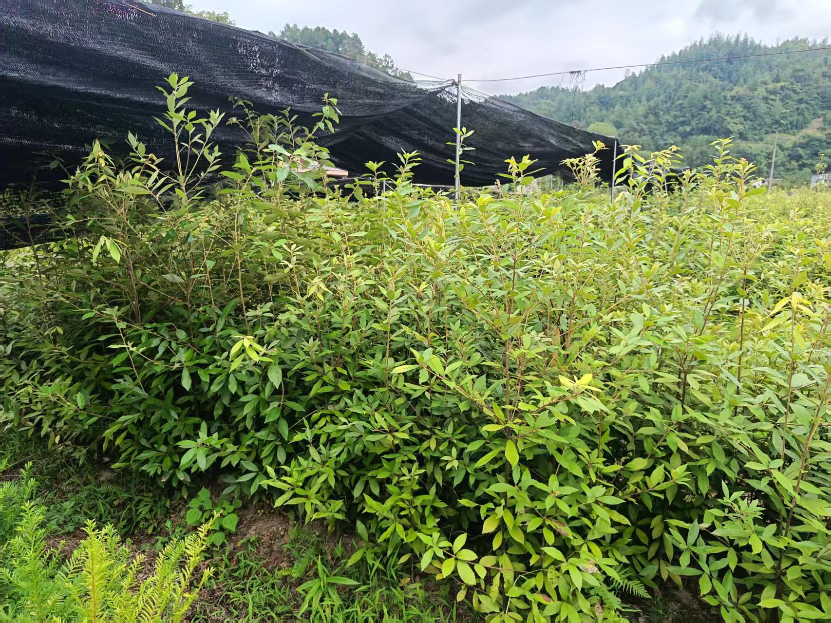 赤皮青冈苗木持续赋能，深耕乡土珍贵树种工