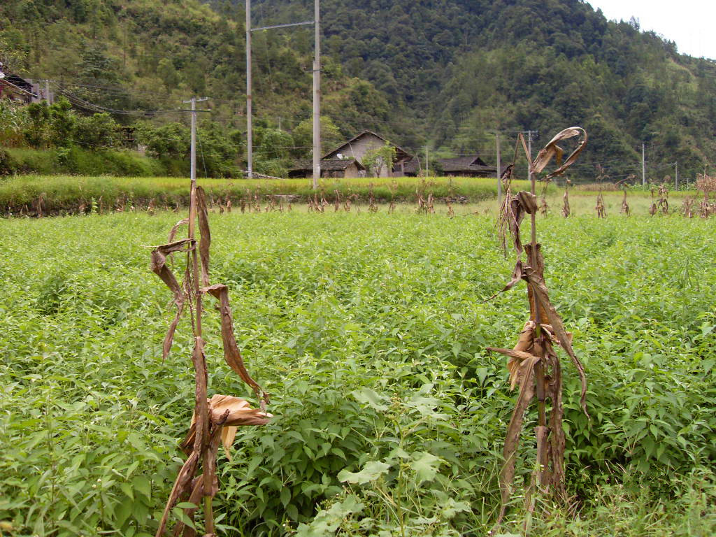 光皮树苗木五道水基地.JPG